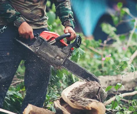 Tree Service