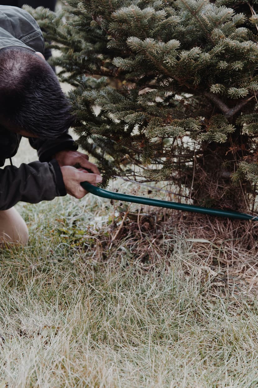 Tree Trimming